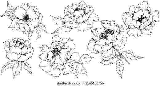 Piedra de flores silvestres en un estilo vectorial aislado. Nombre completo de la planta: peony. Flor vectorial para fondo, textura, envoltura, marco o borde.