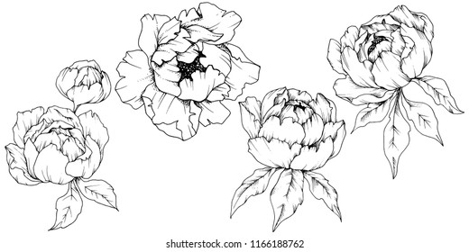 Wildflower peony in a vector style isolated. Full name of the plant: peony. Vector flower for background, texture, wrapper pattern, frame or border.