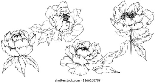 Piedra de flores silvestres en un estilo vectorial aislado. Nombre completo de la planta: peony. Flor vectorial para fondo, textura, envoltura, marco o borde.