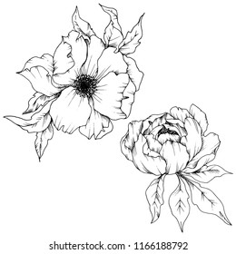 Wildflower peony in a vector style isolated. Full name of the plant: peony. Vector flower for background, texture, wrapper pattern, frame or border.