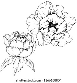 Wildflower peony in a vector style isolated. Full name of the plant: peony. Vector flower for background, texture, wrapper pattern, frame or border.