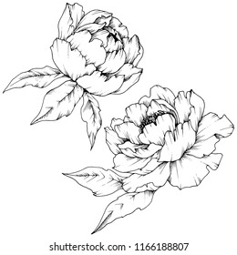 Wildflower peony in a vector style isolated. Full name of the plant: peony. Vector flower for background, texture, wrapper pattern, frame or border.