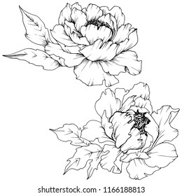 Wildflower peony in a vector style isolated. Full name of the plant: peony. Vector flower for background, texture, wrapper pattern, frame or border.