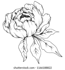 Wildflower peony in a vector style isolated. Full name of the plant: peony. Vector flower for background, texture, wrapper pattern, frame or border.