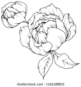 Wildflower peony in a vector style isolated. Full name of the plant: peony. Vector flower for background, texture, wrapper pattern, frame or border.