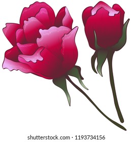 Wildflower red rose flower in a vector style isolated. Vector flower for background, texture, wrapper pattern, frame or border.