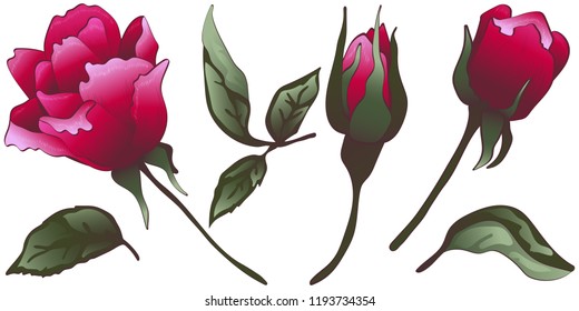 Wildflower red rose flower in a vector style isolated. Vector flower for background, texture, wrapper pattern, frame or border.