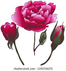 Blumenblume, rote Rosenblume auf Vektorgrafik einzeln. Vektorblume für Hintergrund, Textur, Wrapper-Muster, Rahmen oder Rahmen.