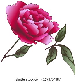 Wildflower red rose flower in a vector style isolated. Vector flower for background, texture, wrapper pattern, frame or border.