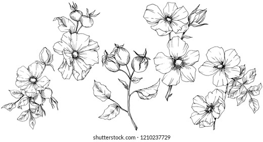 Wildflower rosa canina in a vector style isolated. Black and white engraved ink art. Vector flower for background, texture, wrapper pattern, frame or border.