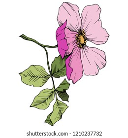 Flor silvestre rosa canina en un estilo vectorial aislado. Arte con tinta grabada rosa. Flor vectorial para fondo, textura, patrón envolvente, marco o borde.