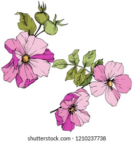 Wildflower rosa canina in a vector style isolated. Pink engraved ink art. Vector flower for background, texture, wrapper pattern, frame or border.
