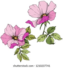 Flor silvestre rosa canina en un estilo vectorial aislado. Arte con tinta grabada rosa. Flor vectorial para fondo, textura, patrón envolvente, marco o borde.