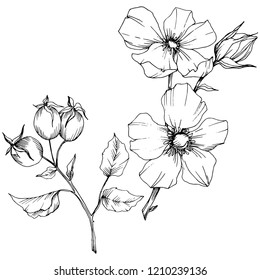 Wildflower rosa canina in a vector style isolated. Black and white engraved ink art. Vector flower for background, texture, wrapper pattern, frame or border.