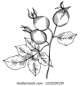 Wildflower rosa canina in a vector style isolated. Black and white engraved ink art. Vector flower for background, texture, wrapper pattern, frame or border.