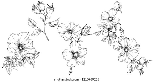 Wildflower rosa canina in a vector style isolated. Black and white engraved ink art. Vector flower for background, texture, wrapper pattern, frame or border.