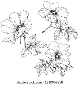 Wildflower rosa canina in a vector style isolated. Black and white engraved ink art. Vector flower for background, texture, wrapper pattern, frame or border.