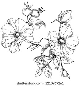 Wildflower rosa canina in a vector style isolated. Black and white engraved ink art. Vector flower for background, texture, wrapper pattern, frame or border.