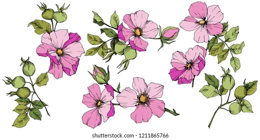 Wildflower rosa canina in a vector style isolated. Pink engraved ink art. Vector flower for background, texture, wrapper pattern, frame or border.