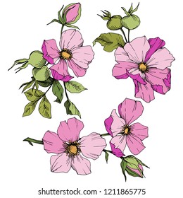 Wildflower rosa canina in a vector style isolated. Pink engraved ink art. Vector flower for background, texture, wrapper pattern, frame or border.