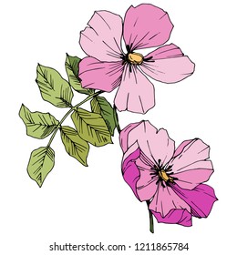 Wildflower rosa canina in a vector style isolated. Pink engraved ink art. Vector flower for background, texture, wrapper pattern, frame or border.