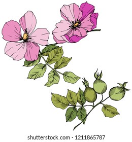 Wildflower rosa canina in a vector style isolated. Pink engraved ink art. Vector flower for background, texture, wrapper pattern, frame or border.
