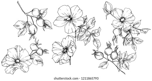 Wildflower rosa canina in a vector style isolated. Black and white engraved ink art. Vector flower for background, texture, wrapper pattern, frame or border.