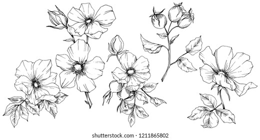 Wildflower rosa canina in a vector style isolated. Black and white engraved ink art. Vector flower for background, texture, wrapper pattern, frame or border.