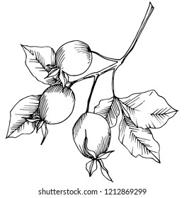 Wildflower rosa canina in a vector style isolated. Black and white engraved ink art. Vector flower for background, texture, wrapper pattern, frame or border.