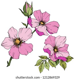 Wildflower rosa canina in a vector style isolated. Pink engraved ink art. Vector flower for background, texture, wrapper pattern, frame or border.