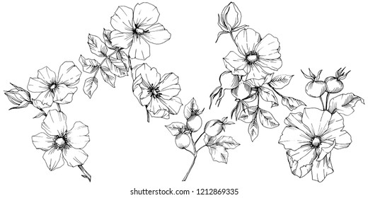 Wildflower rosa canina in a vector style isolated. Black and white engraved ink art. Vector flower for background, texture, wrapper pattern, frame or border.