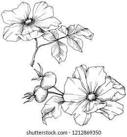 Wildflower rosa canina in a vector style isolated. Black and white engraved ink art. Vector flower for background, texture, wrapper pattern, frame or border.