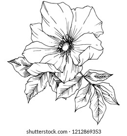 Wildflower rosa canina in a vector style isolated. Black and white engraved ink art. Vector flower for background, texture, wrapper pattern, frame or border.