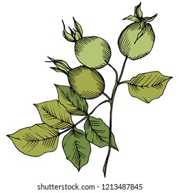 Flor silvestre rosa canina en un estilo vectorial aislado. Arte de tinta con grabado verde. Flor vectorial para fondo, textura, patrón envolvente, marco o borde.