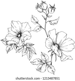 Wildflower rosa canina in a vector style isolated. Black and white engraved ink art. Vector flower for background, texture, wrapper pattern, frame or border.