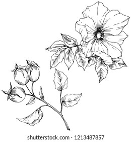 Wildflower rosa canina in a vector style isolated. Black and white engraved ink art. Vector flower for background, texture, wrapper pattern, frame or border.