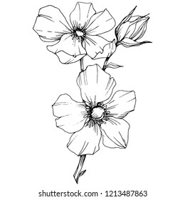 Wildflower rosa canina in a vector style isolated. Black and white engraved ink art. Vector flower for background, texture, wrapper pattern, frame or border.