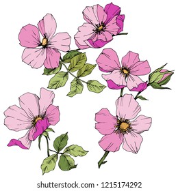 Flor silvestre rosa canina en un estilo vectorial aislado. Arte con tinta grabada rosa. Flor vectorial para fondo, textura, patrón envolvente, marco o borde.