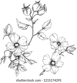 Wildflower rosa canina in a vector style isolated. Black and white engraved ink art. Vector flower for background, texture, wrapper pattern, frame or border.