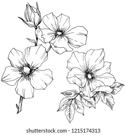 Wildflower rosa canina in a vector style isolated. Black and white engraved ink art. Vector flower for background, texture, wrapper pattern, frame or border.