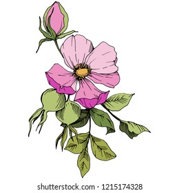 Wildflower rosa canina in a vector style isolated. Pink engraved ink art. Vector flower for background, texture, wrapper pattern, frame or border.
