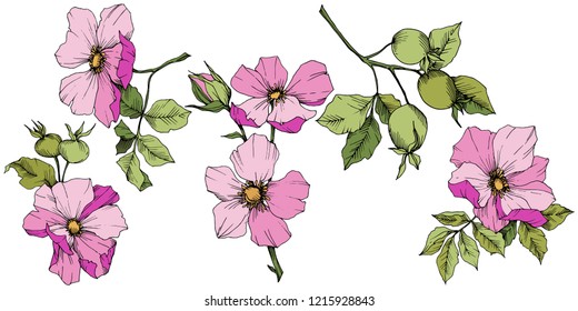 Wildflower rosa canina in a vector style isolated. Pink engraved ink art. Vector flower for background, texture, wrapper pattern, frame or border.