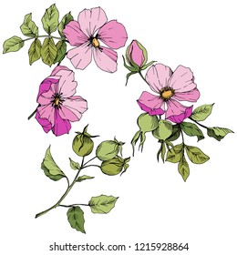 Wildflower rosa canina in a vector style isolated. Pink engraved ink art. Vector flower for background, texture, wrapper pattern, frame or border.