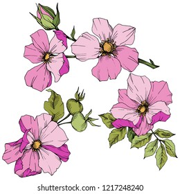 Wildflower rosa canina in a vector style isolated. Pink engraved ink art. Vector flower for background, texture, wrapper pattern, frame or border.