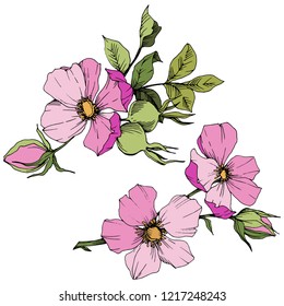 Wildflower rosa canina in a vector style isolated. Pink engraved ink art. Vector flower for background, texture, wrapper pattern, frame or border.