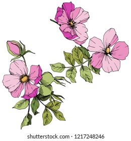 Wildflower rosa canina in a vector style isolated. Pink engraved ink art. Vector flower for background, texture, wrapper pattern, frame or border.