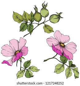 Wildflower rosa canina in a vector style isolated. Pink engraved ink art. Vector flower for background, texture, wrapper pattern, frame or border.