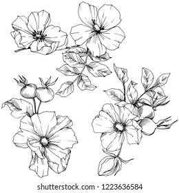 Wildflower rosa canina in a vector style isolated. Black and white engraved ink art. Vector flower for background, texture, wrapper pattern, frame or border.