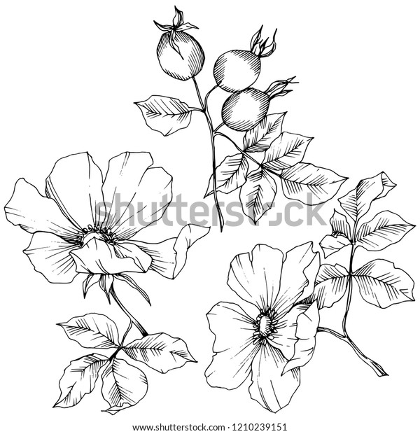 Wildflower Rosa Canina Vector Style Isolated Stock Vector (Royalty Free ...