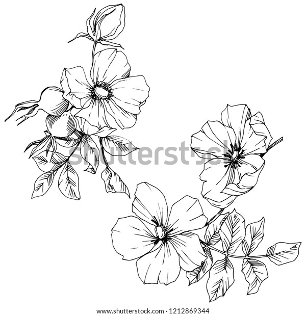 Wildflower Rosa Canina Vector Style Isolated Stock Vector (Royalty Free ...